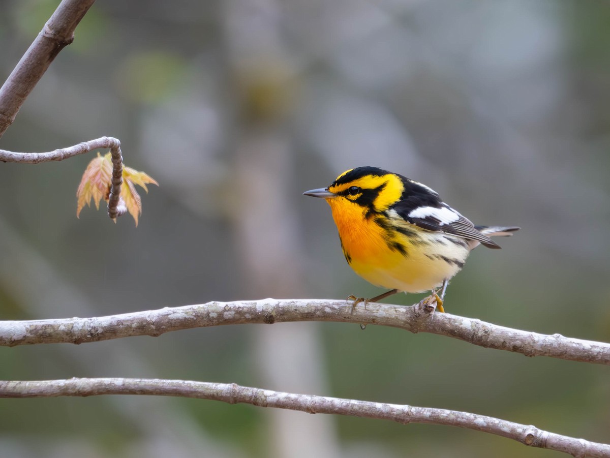 Blackburnian Warbler - Natalie Barkhouse-Bishop