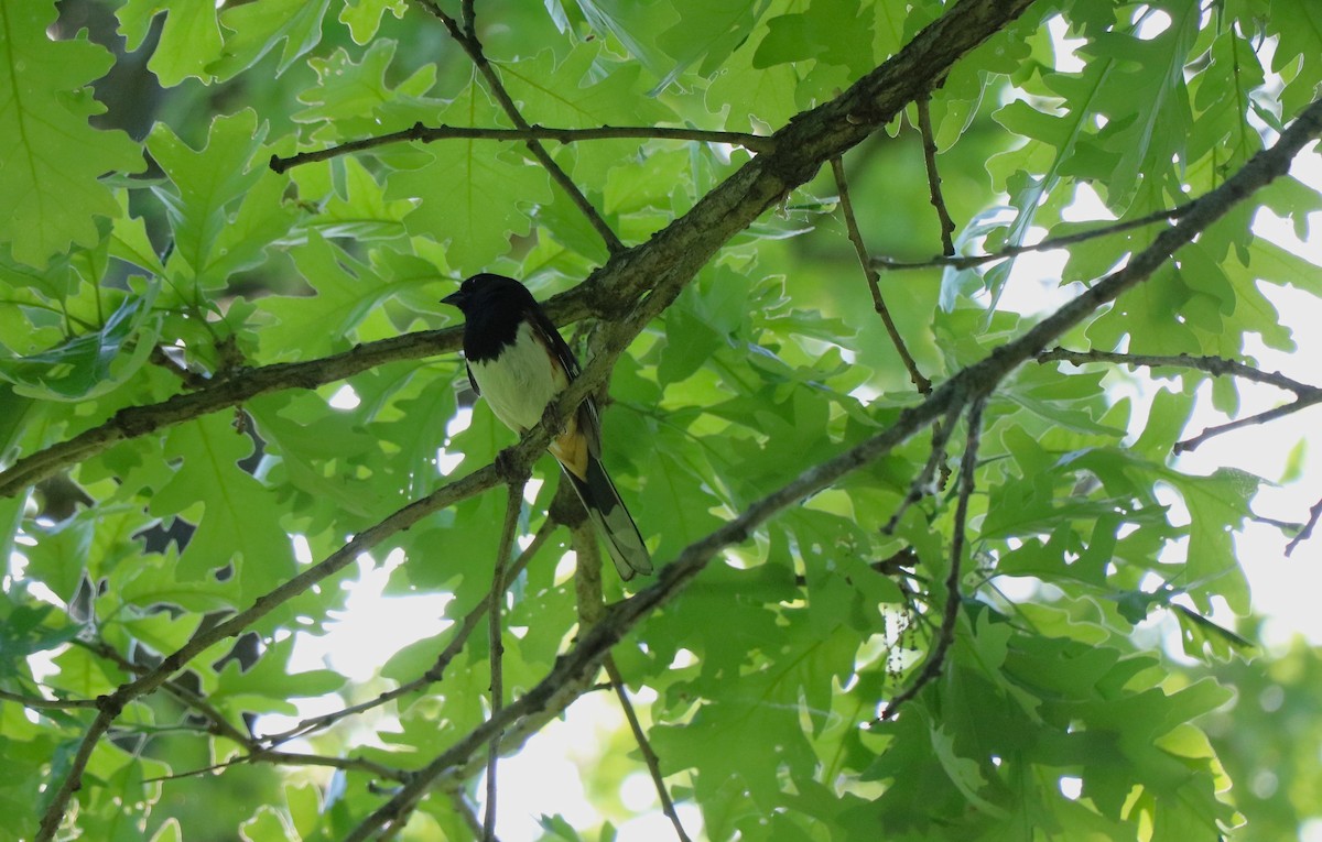 Eastern Towhee - Lisa Maier