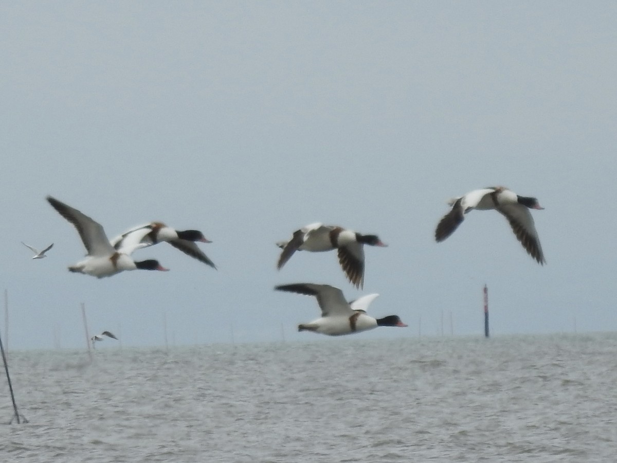 Common Shelduck - Craig Jackson