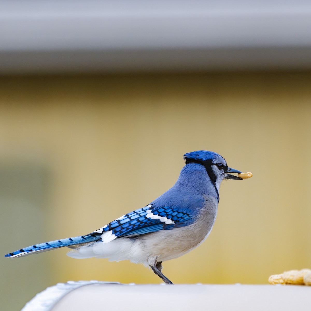 Blue Jay - Albert Picard