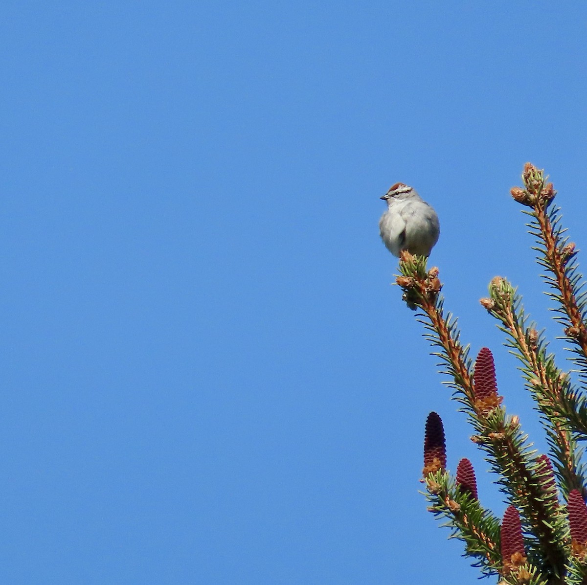 Chipping Sparrow - Ardea Thurston-Shaine