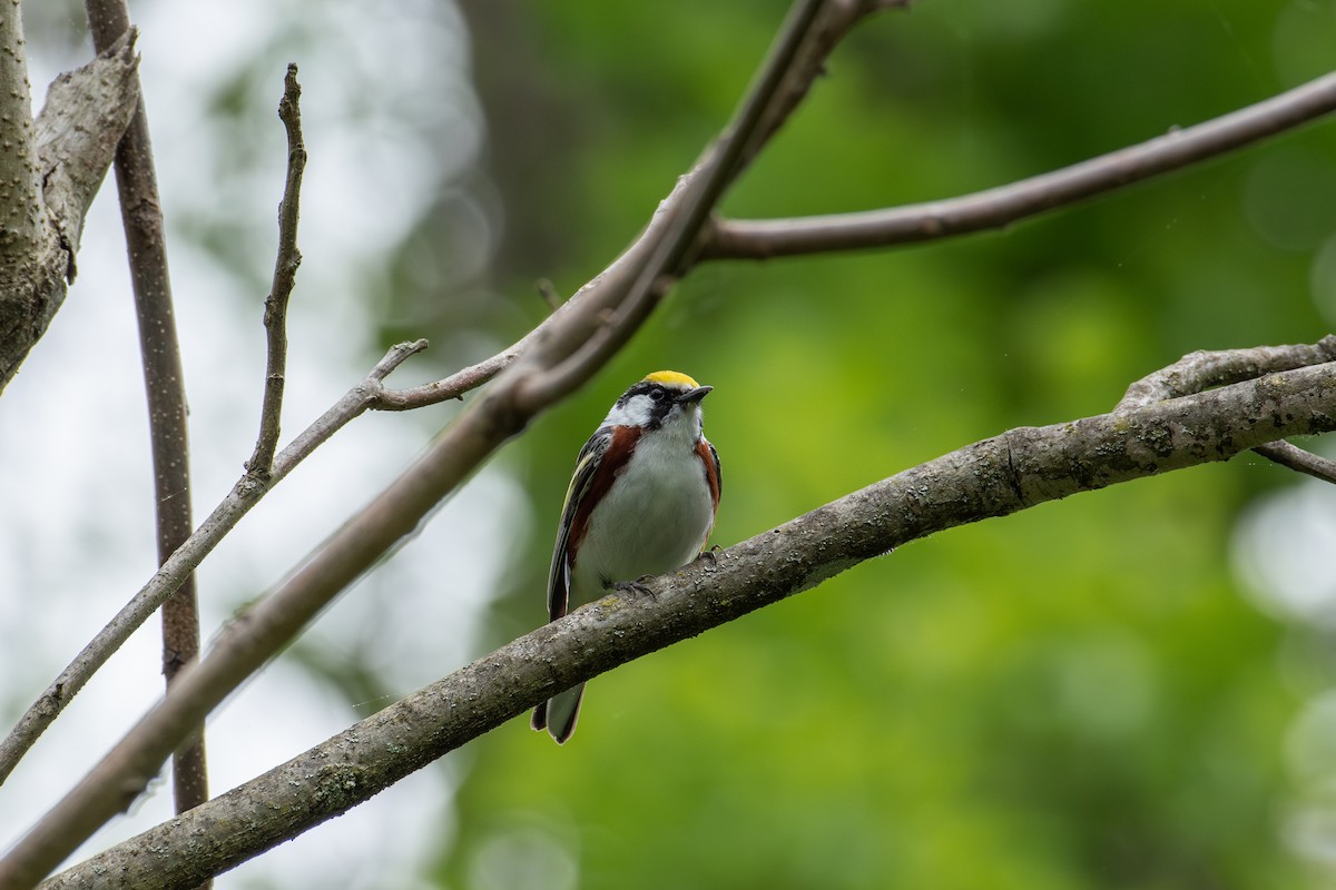 Chestnut-sided Warbler - Alton Spencer