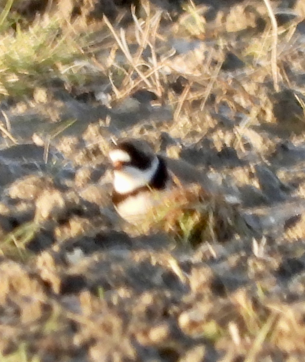 Semipalmated Plover - Kim Sanders