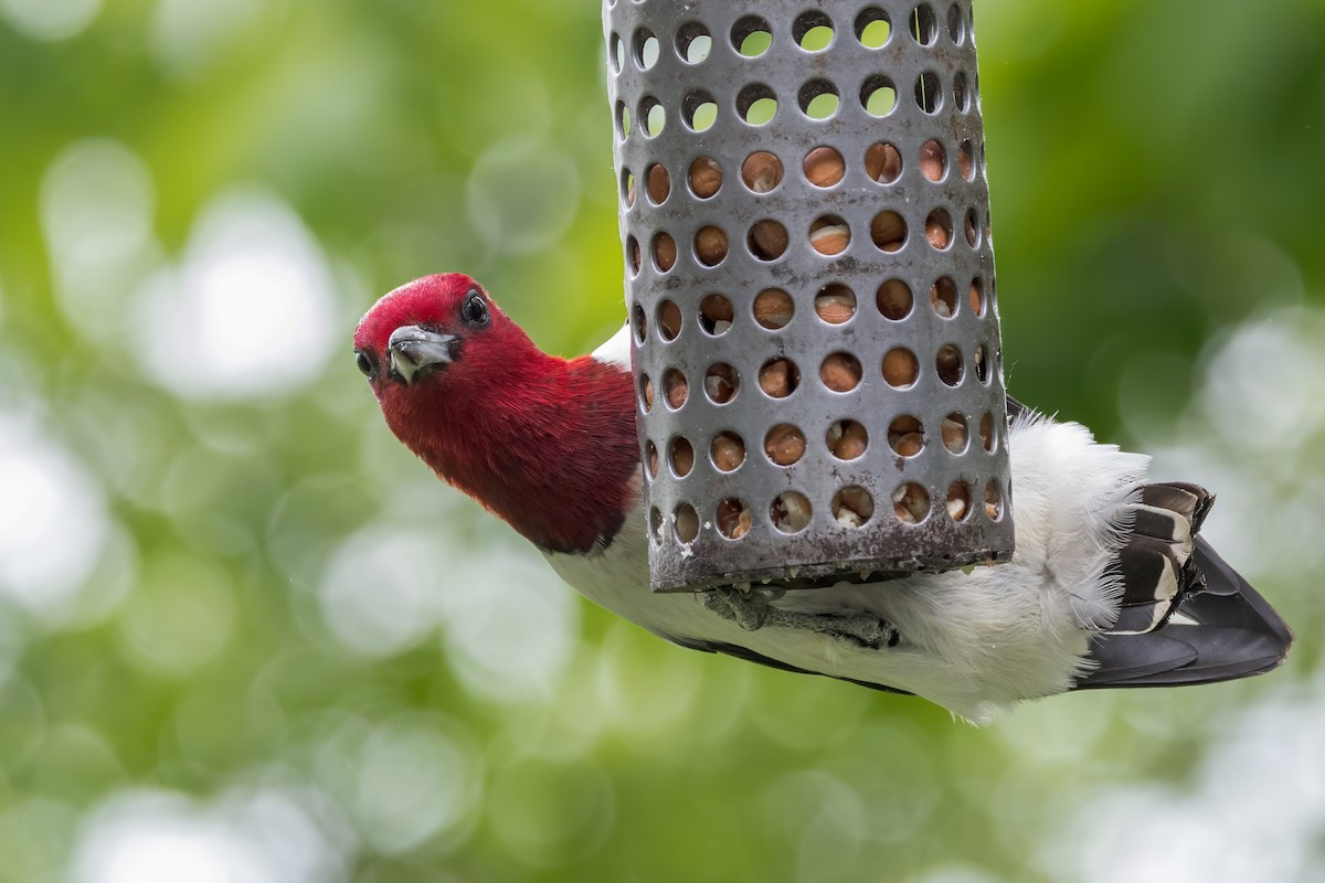 Red-headed Woodpecker - Ric mcarthur