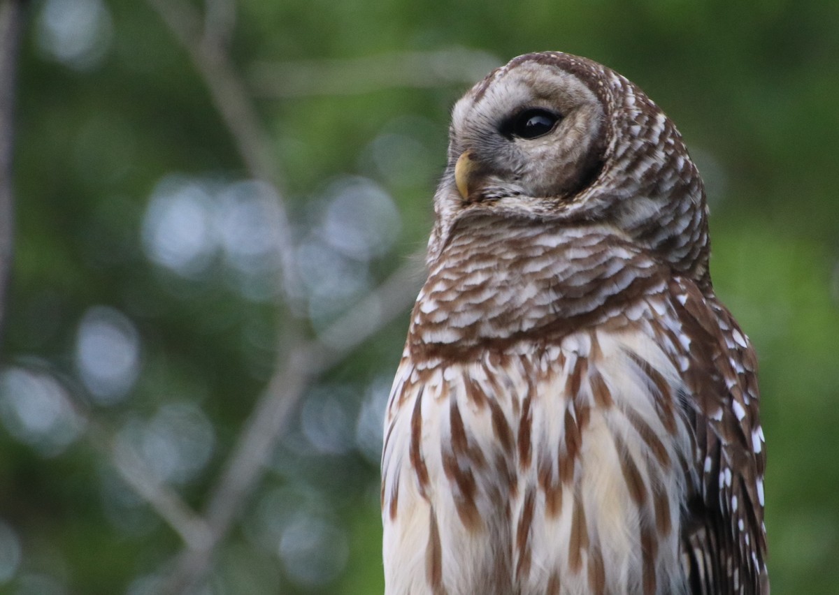 Barred Owl - Betty Thomas