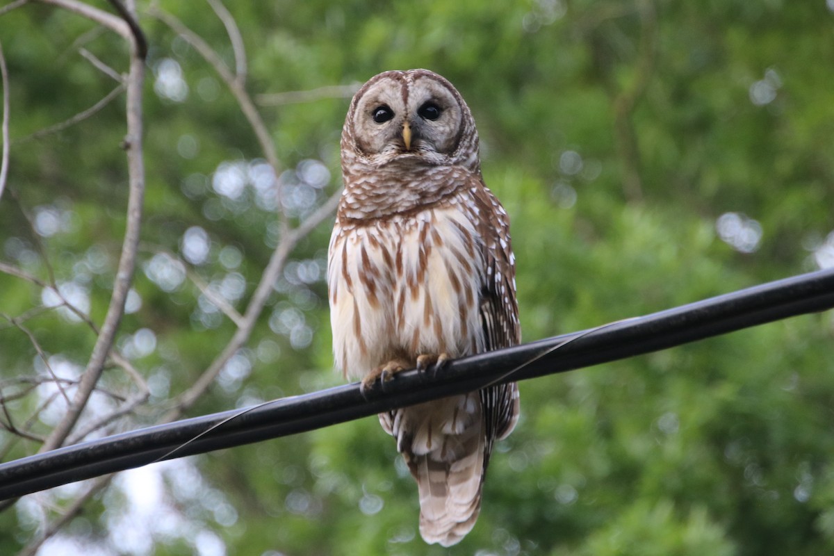 Barred Owl - Betty Thomas