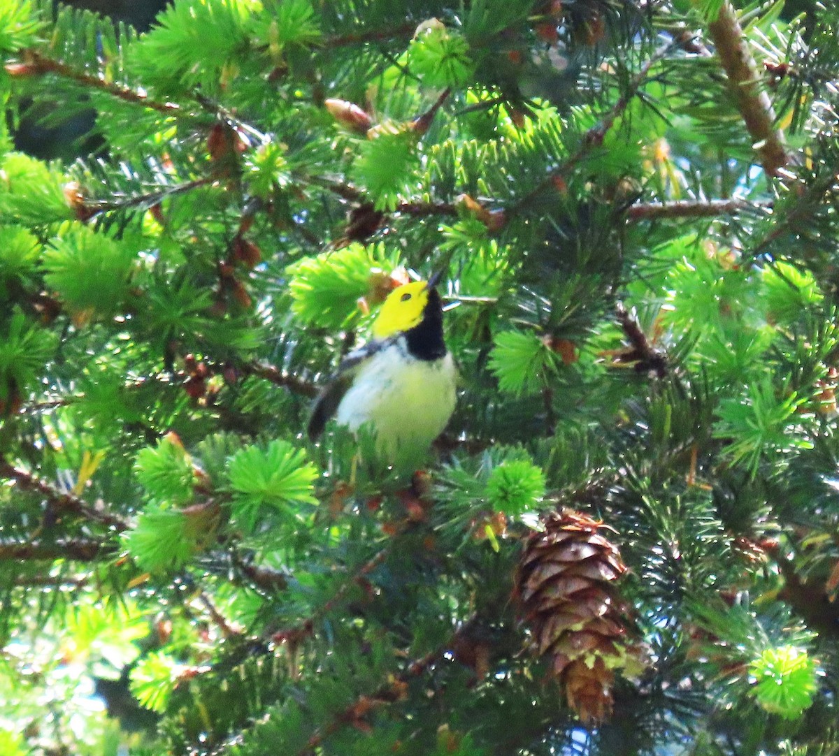 Hermit Warbler - Chris Hayward