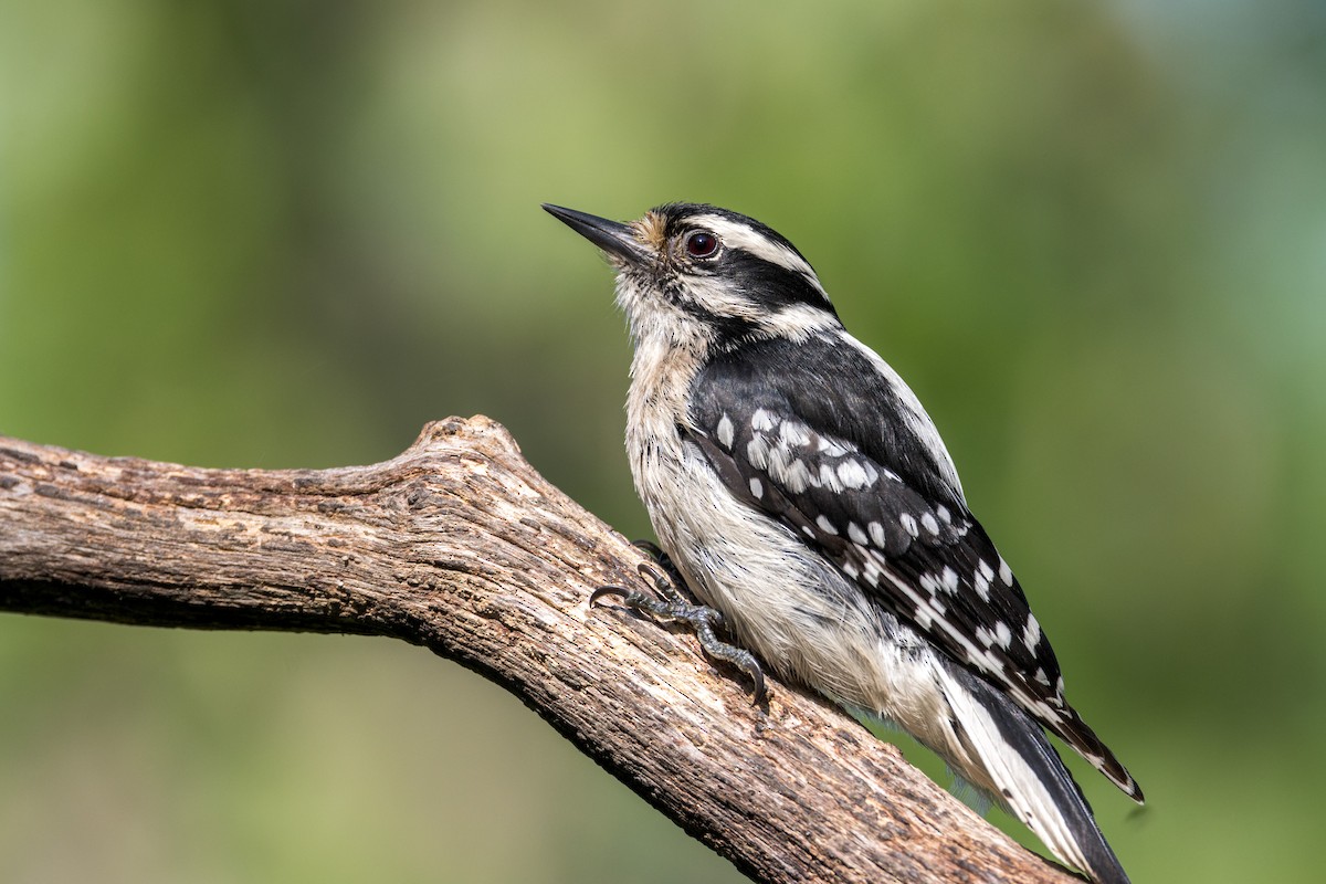 Downy Woodpecker - Ric mcarthur