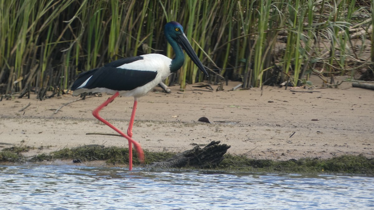 Black-necked Stork - Morgan Pickering