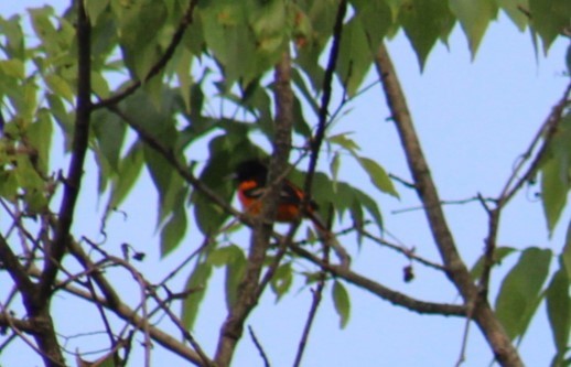 Baltimore Oriole - Deborah  Hansen