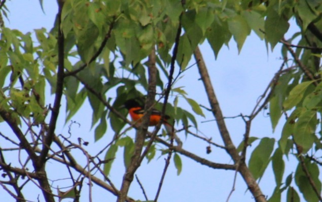 Baltimore Oriole - Deborah  Hansen