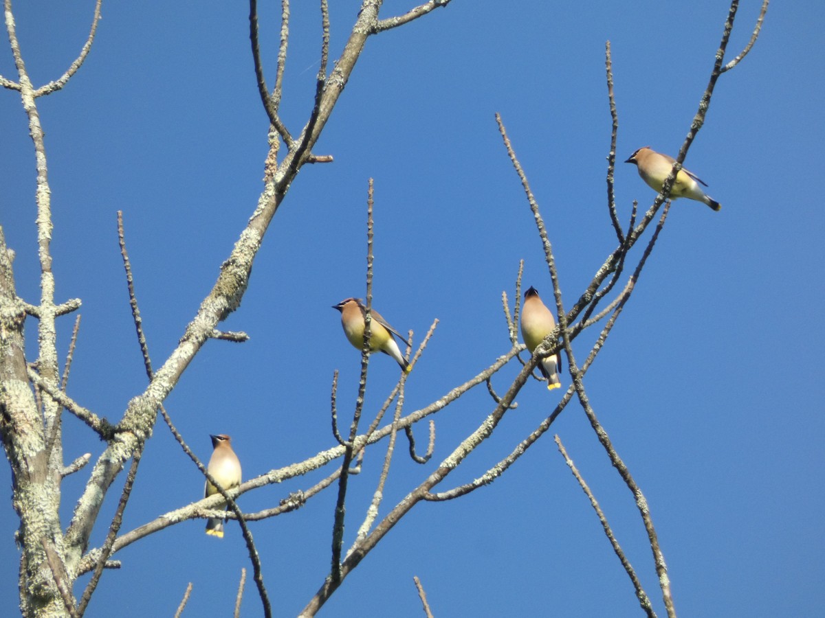 Cedar Waxwing - Anonymous