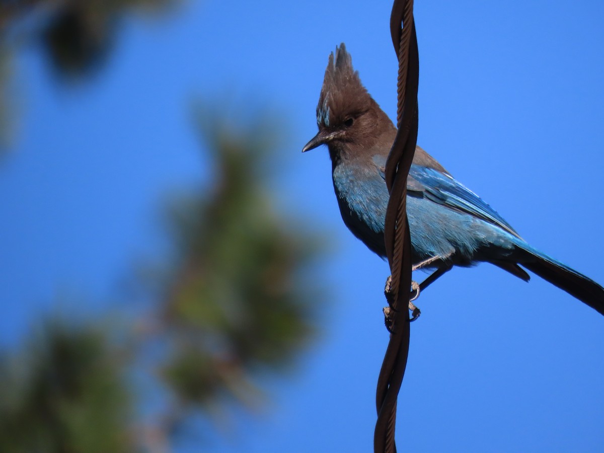 Steller's Jay - Donna Bray