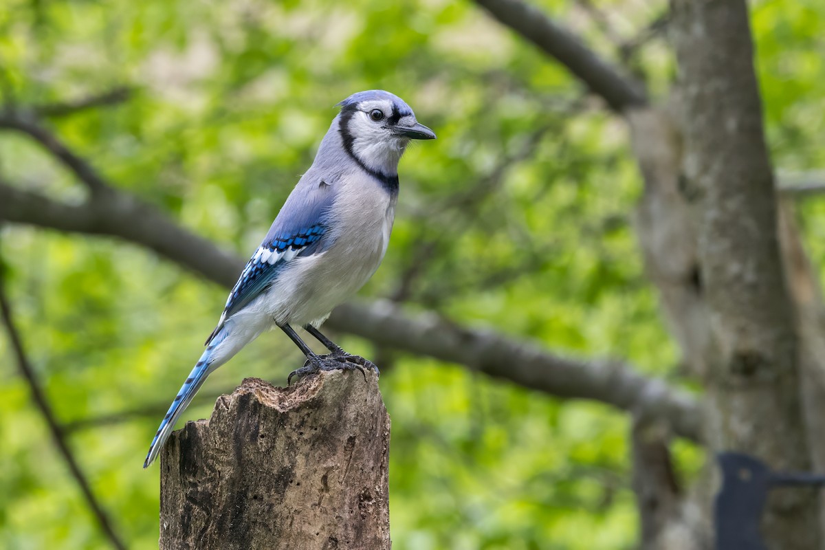 Blue Jay - Ric mcarthur