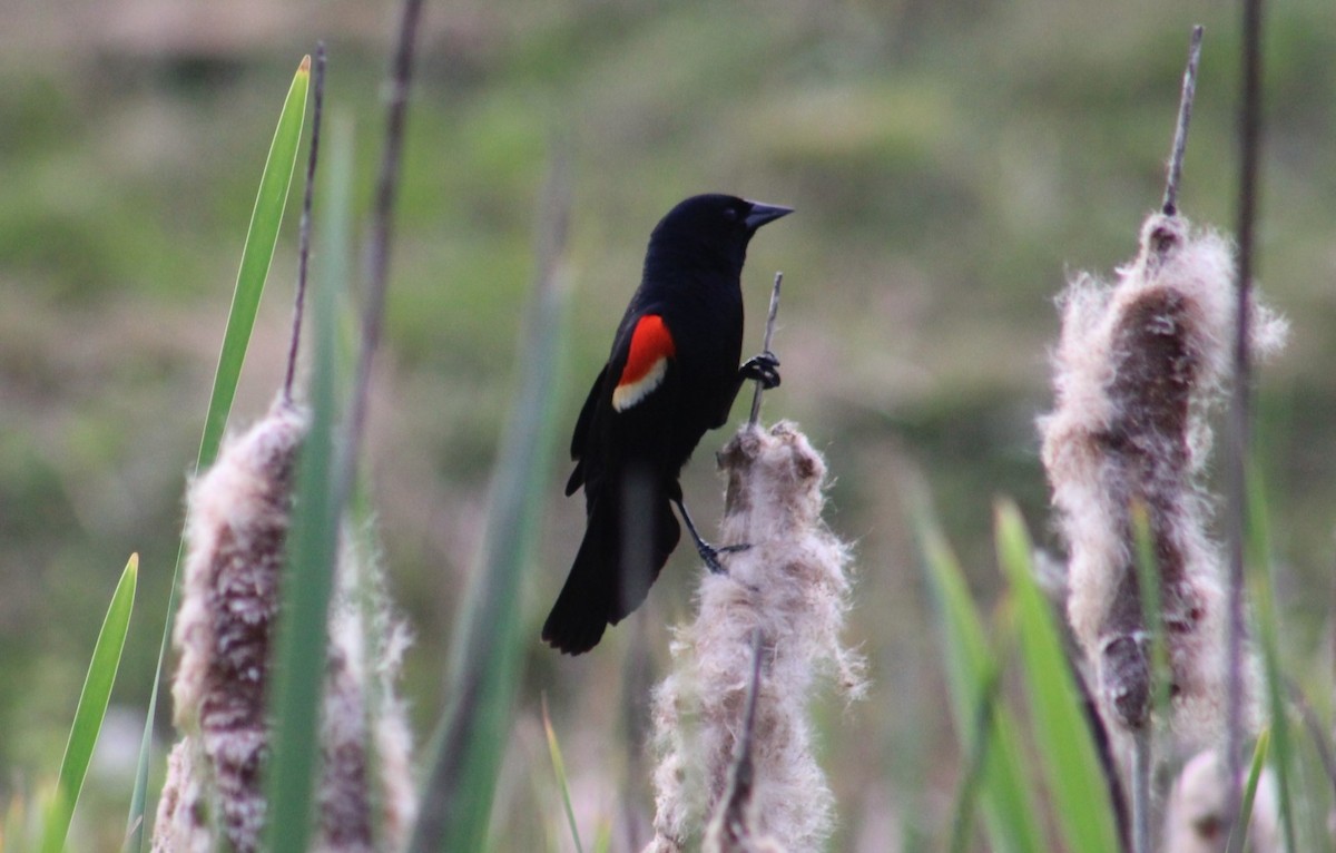 Red-winged Blackbird - Deborah  Hansen