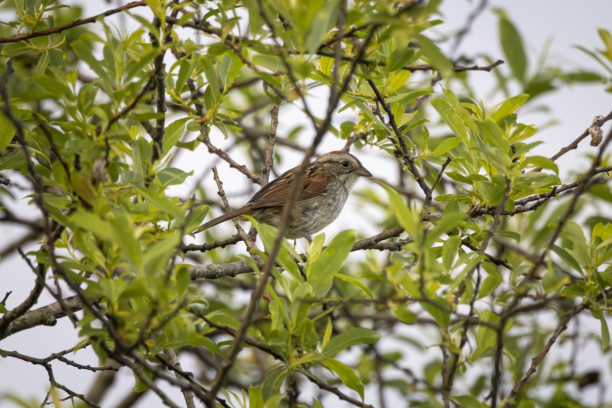 Swamp Sparrow - Joel Bookhammer