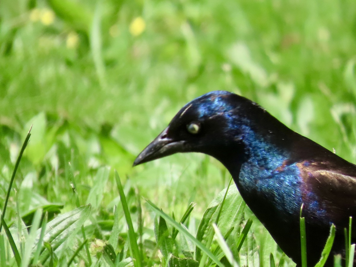 Common Grackle - Ardea Thurston-Shaine