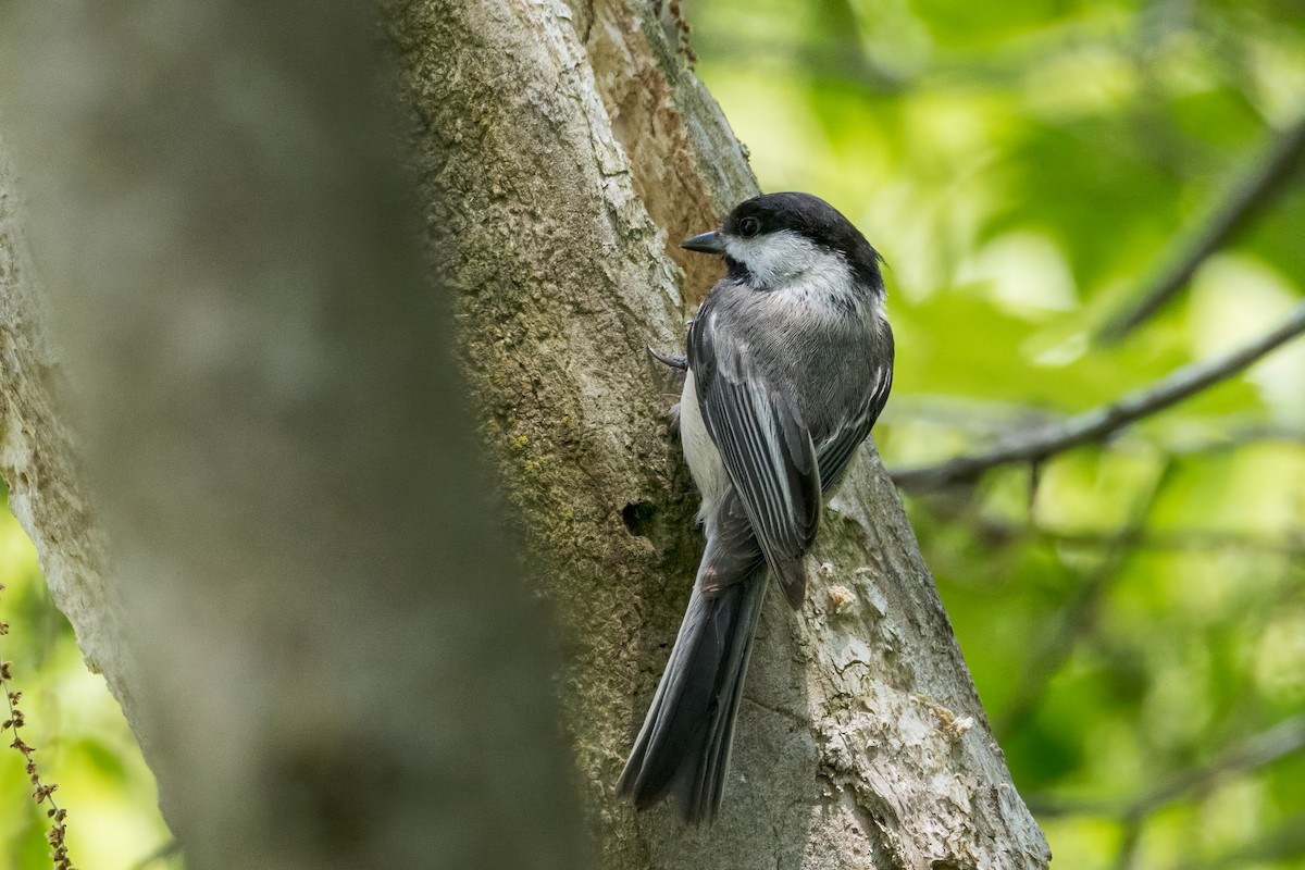 Black-capped Chickadee - Ric mcarthur