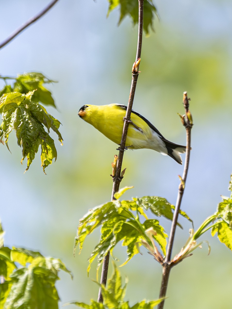 American Goldfinch - Albert Picard