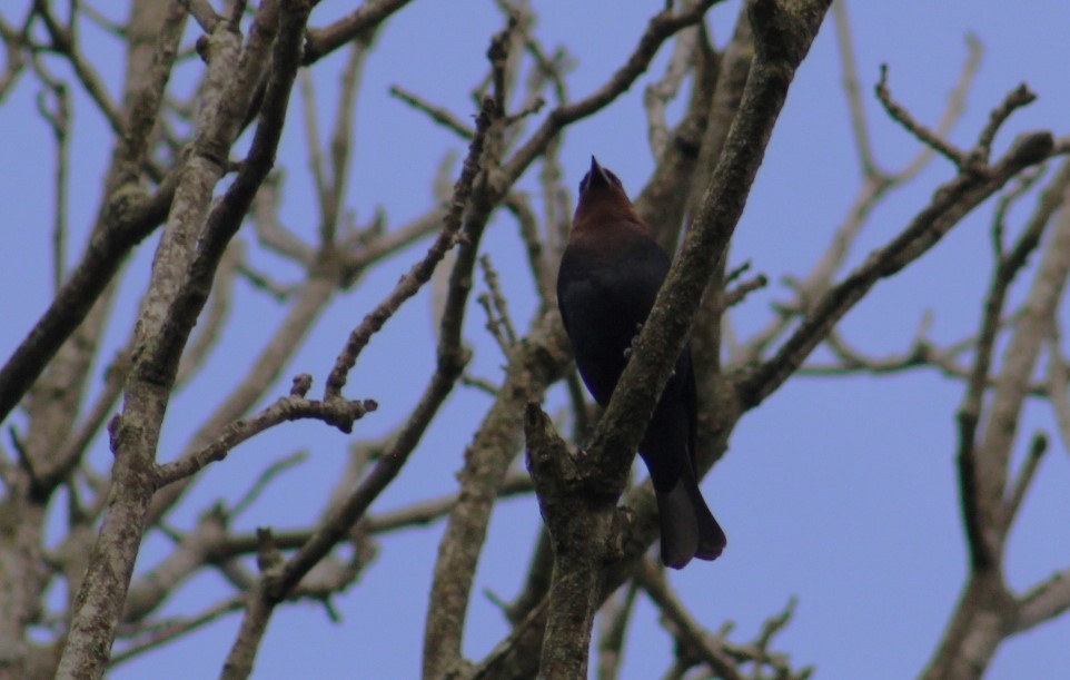 Brown-headed Cowbird - Deborah  Hansen