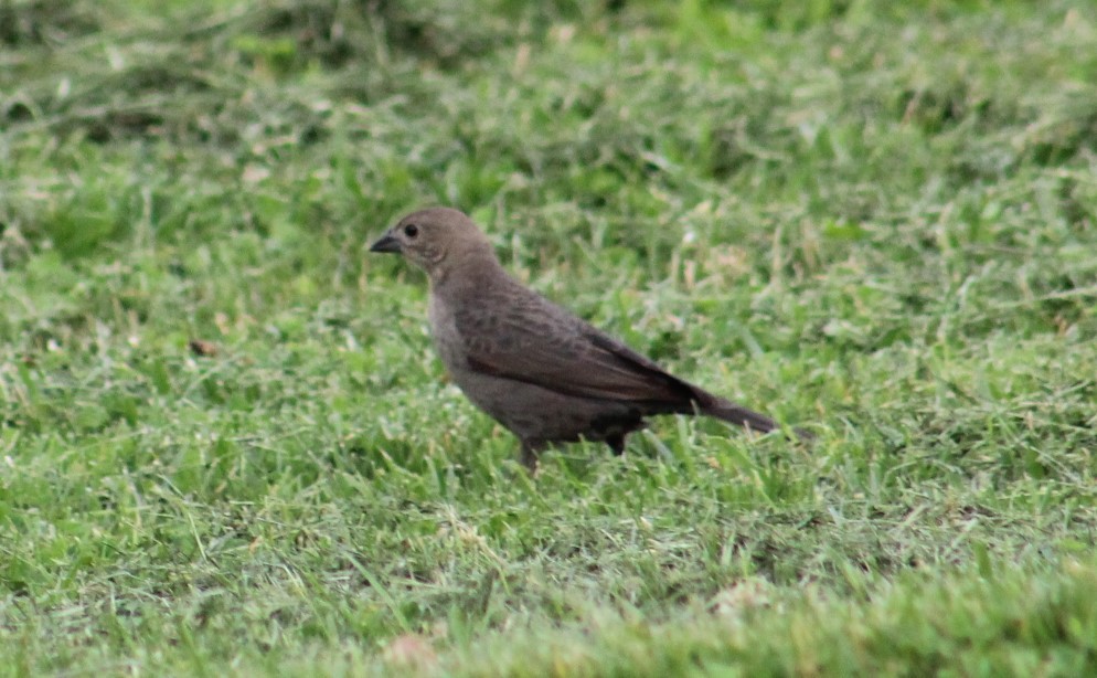 Brown-headed Cowbird - Deborah  Hansen