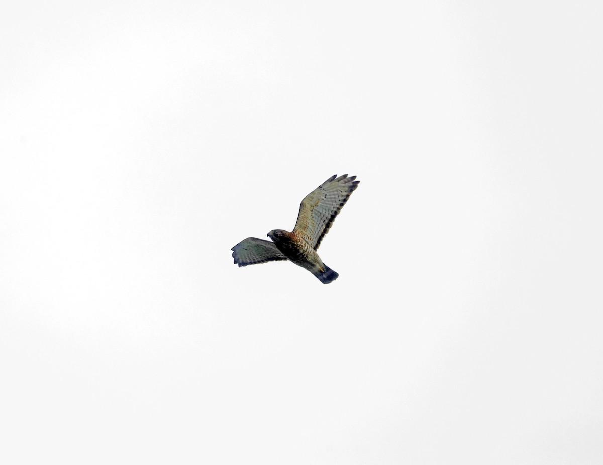 Broad-winged Hawk - David McQuade