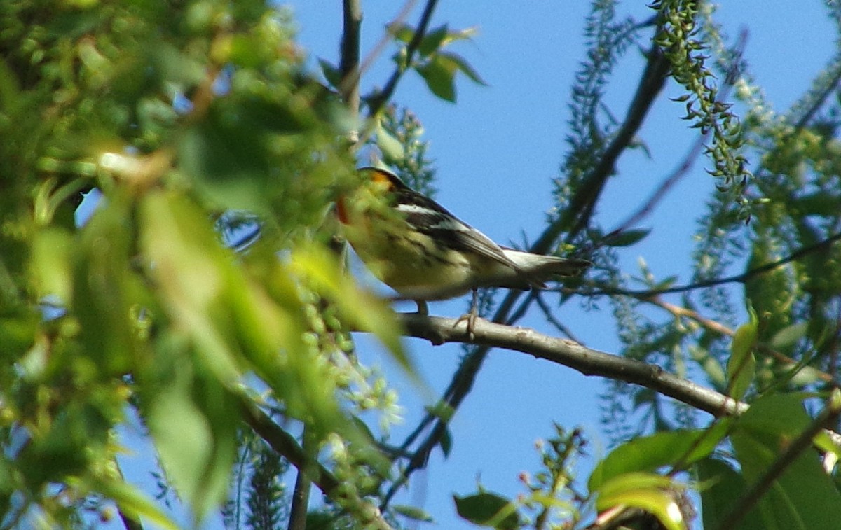 Blackburnian Warbler - Connor Daugherty