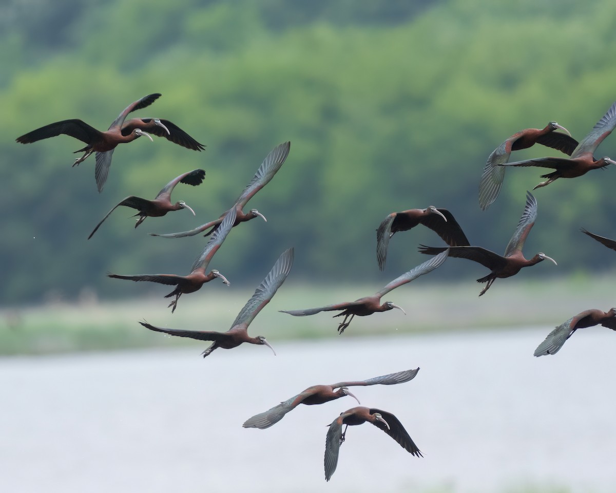 ibis hnědý - ML619465551