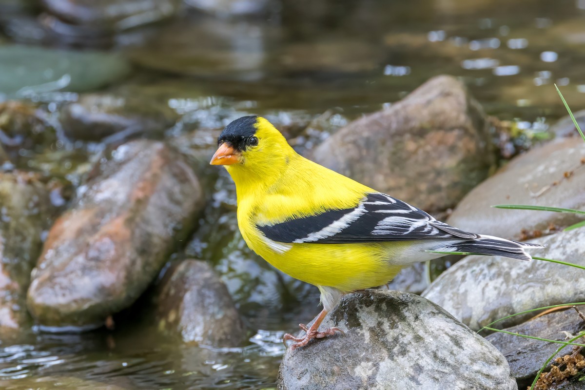 American Goldfinch - Ric mcarthur