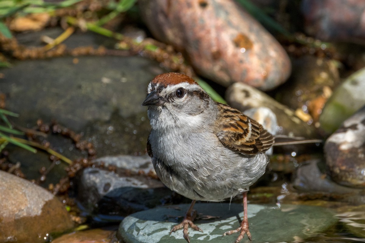 Chipping Sparrow - Ric mcarthur