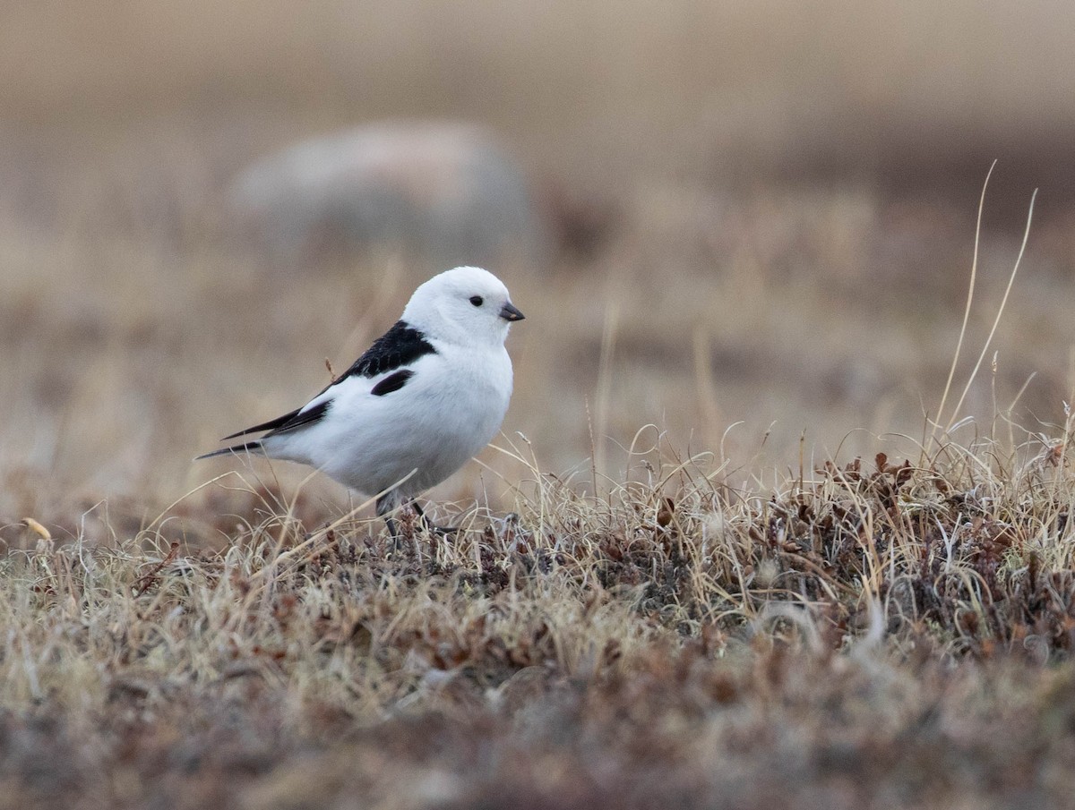 Snow Bunting - ML619465564