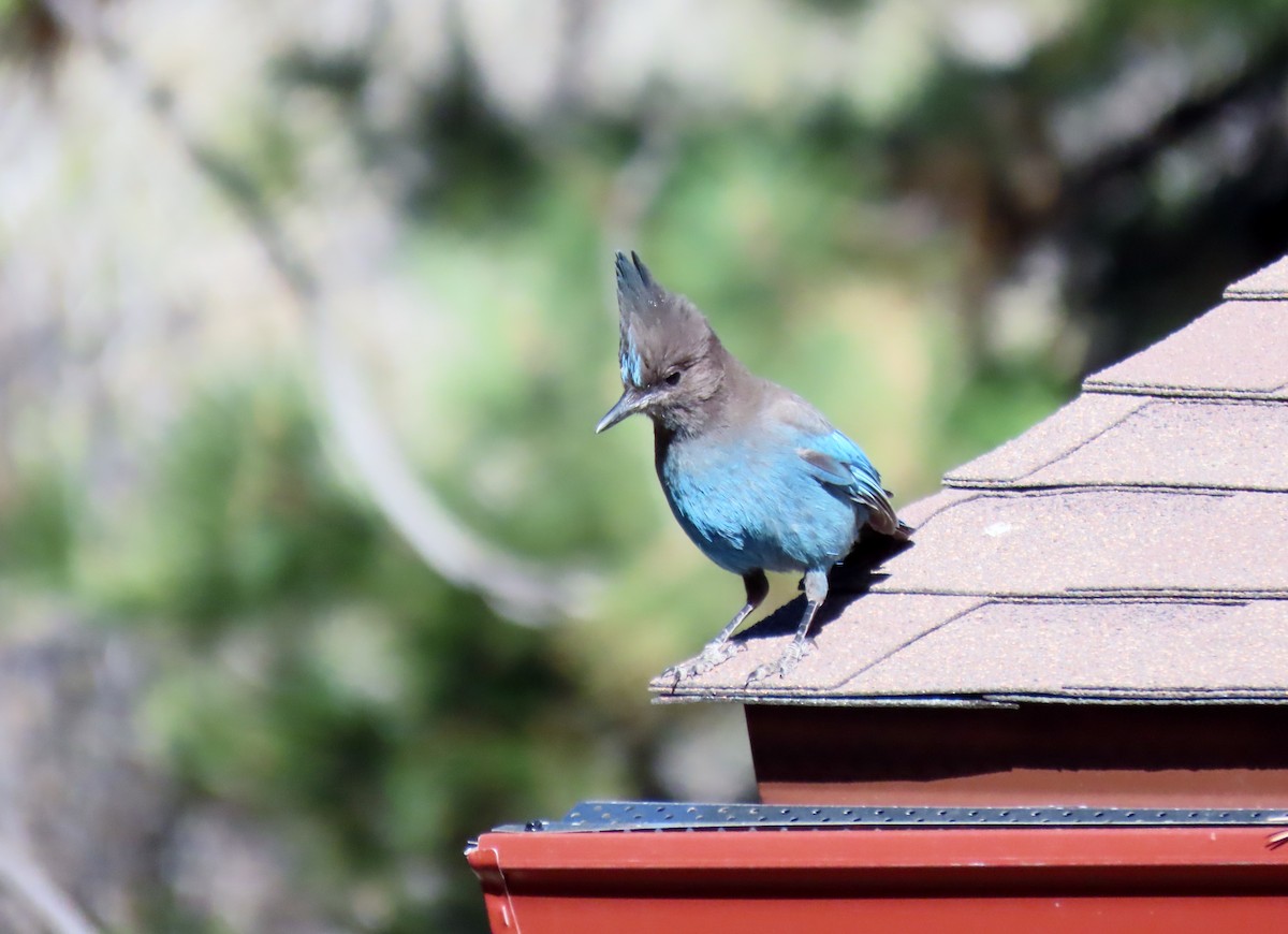 Steller's Jay - Donna Bray