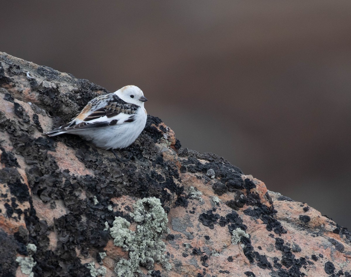 Snow Bunting - Brendan Kelly