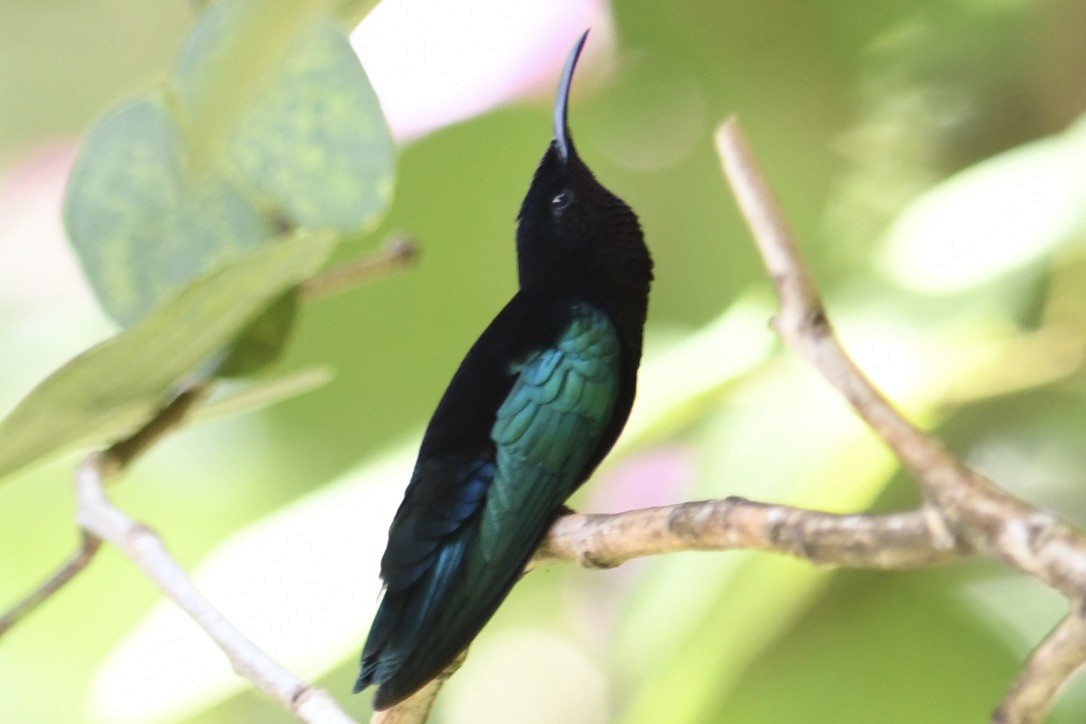 Purple-throated Carib - Marshall Brown