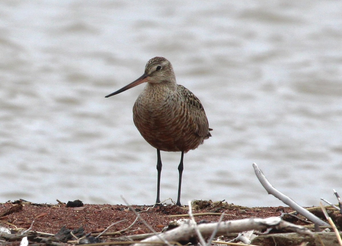 Hudsonian Godwit - ML619465571