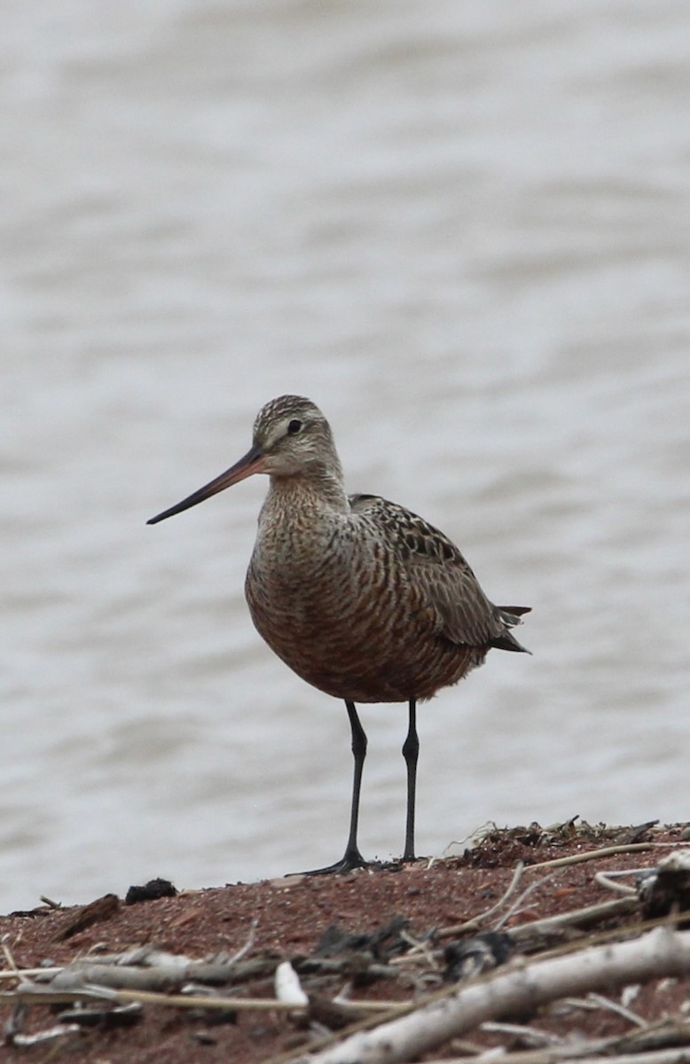 Hudsonian Godwit - ML619465572