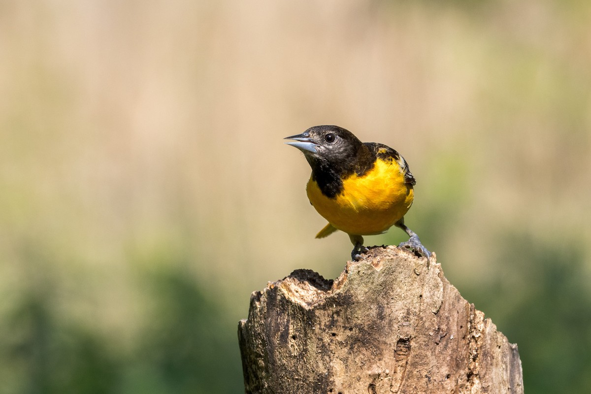 Baltimore Oriole - Ric mcarthur