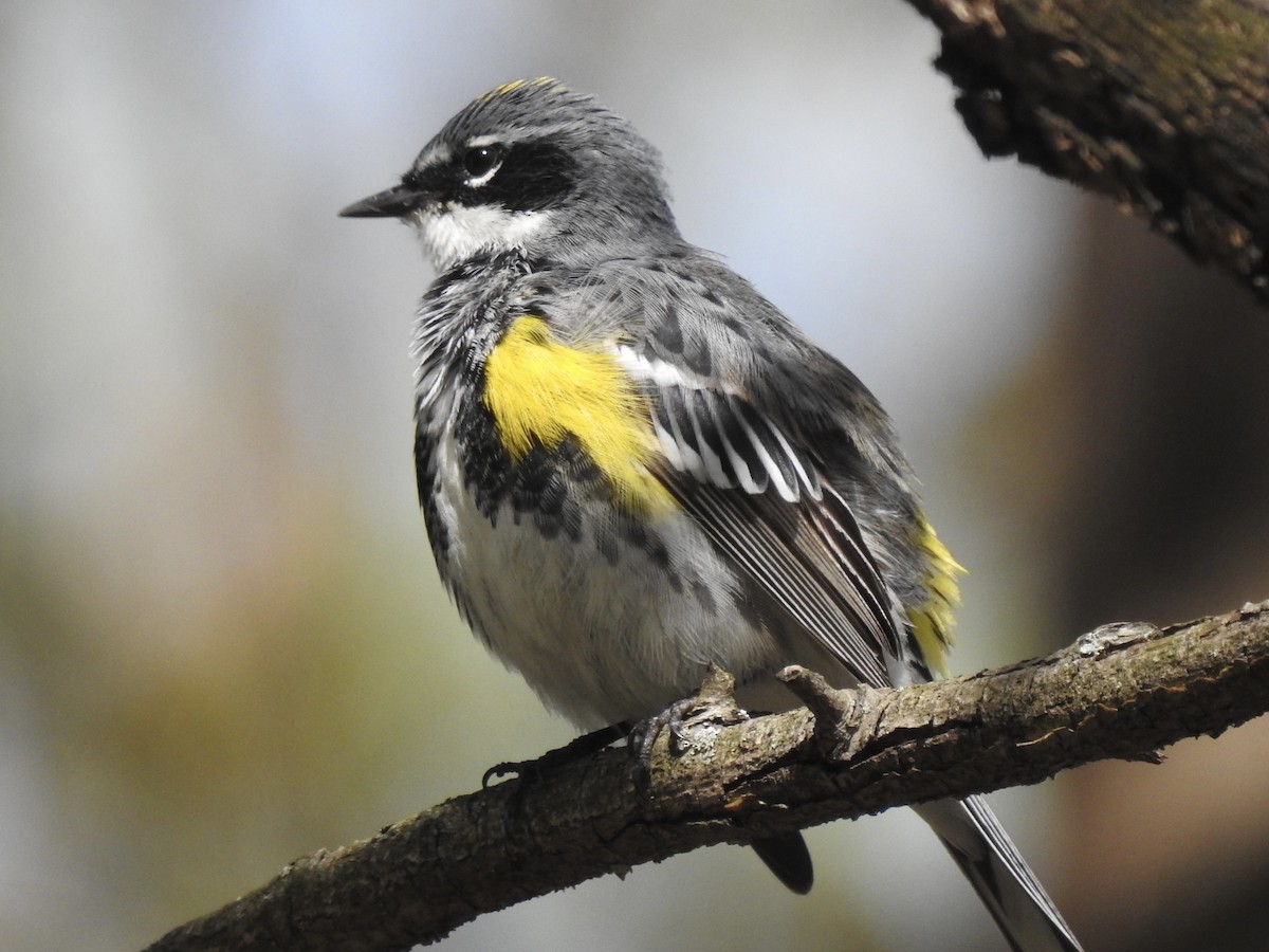 Yellow-rumped Warbler - Craig Jackson