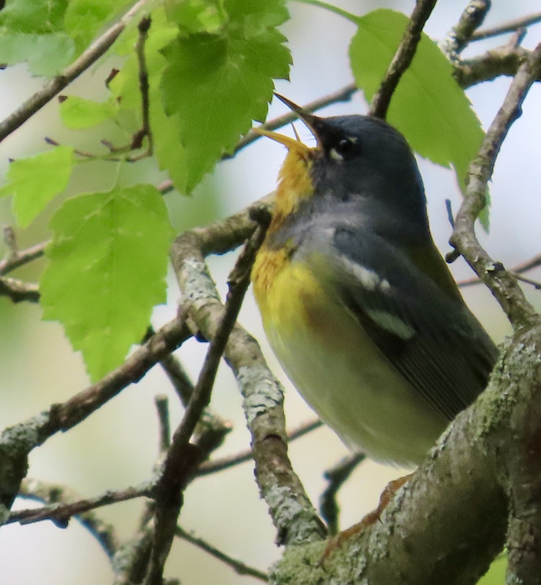 Northern Parula - Ardea Thurston-Shaine