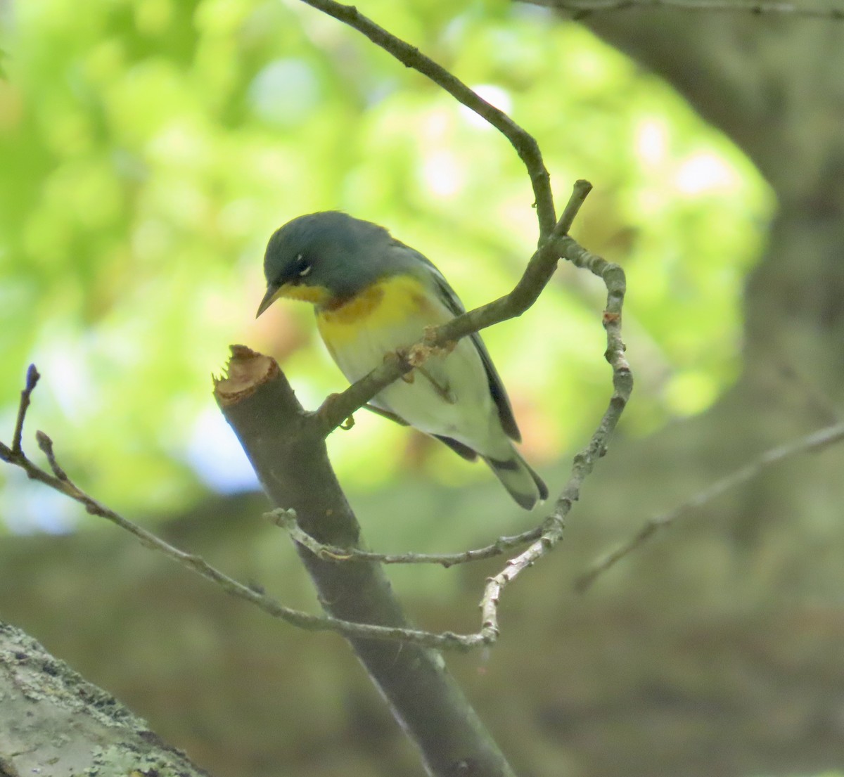 Northern Parula - Ardea Thurston-Shaine