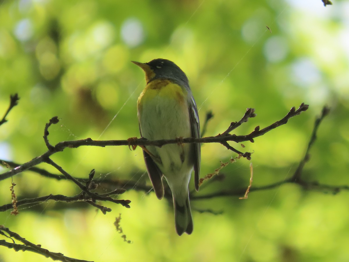 Northern Parula - Ardea Thurston-Shaine