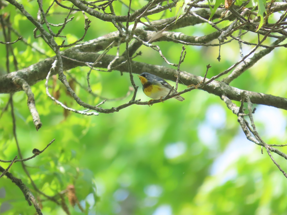 Northern Parula - Ardea Thurston-Shaine