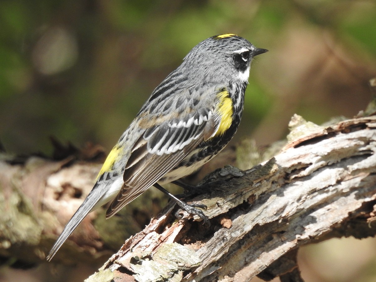 Yellow-rumped Warbler - Craig Jackson