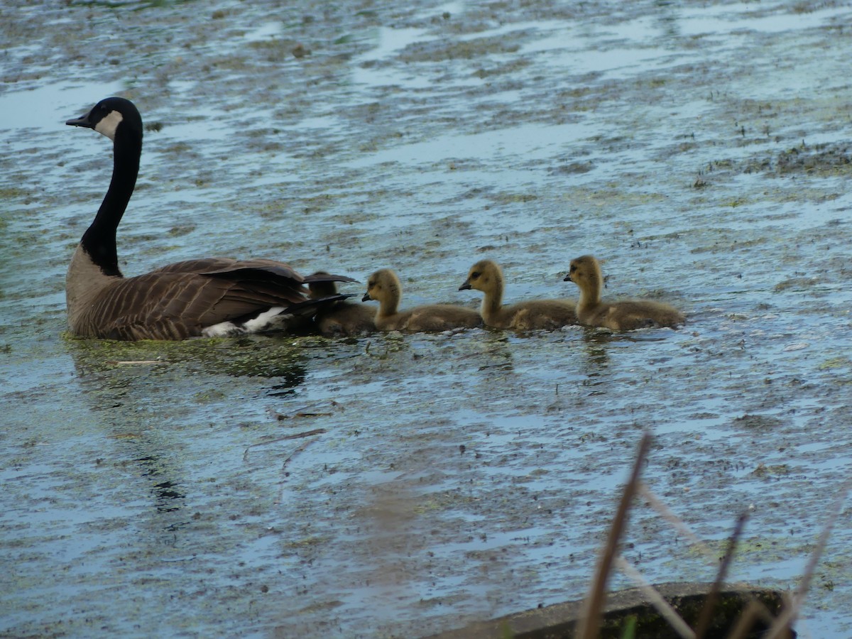 Canada Goose - claudine lafrance cohl