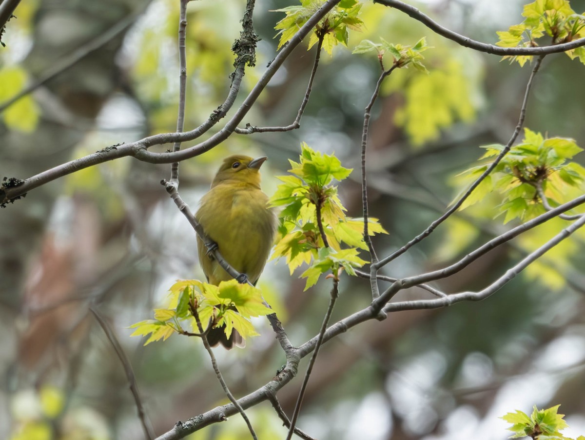 Scarlet Tanager - Natalie Barkhouse-Bishop