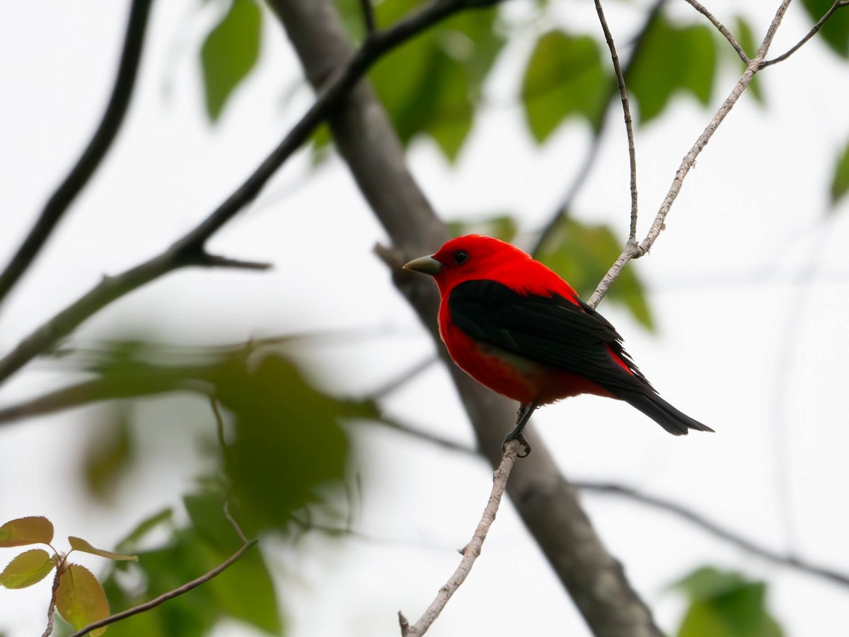 Scarlet Tanager - Natalie Barkhouse-Bishop