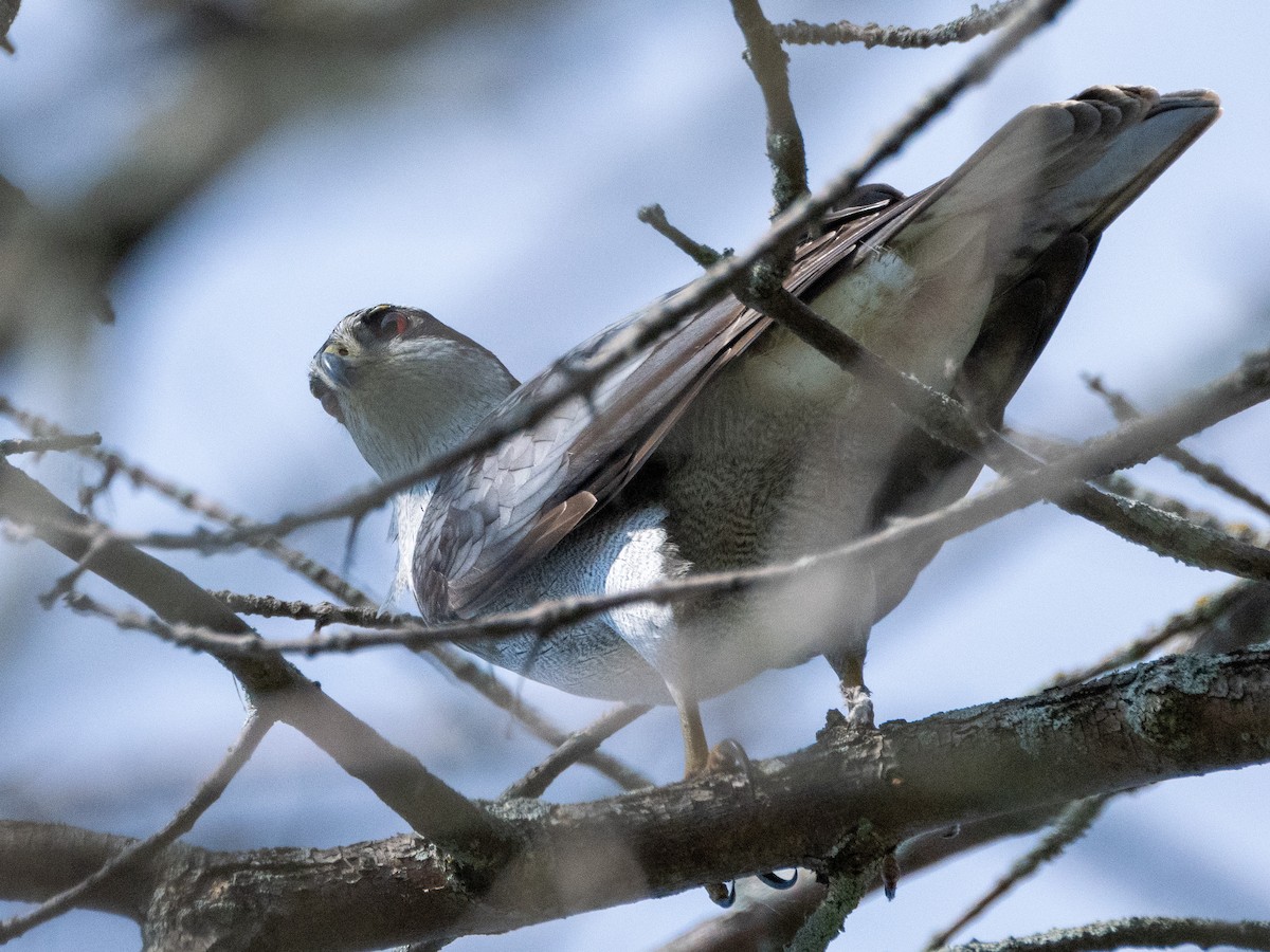 American Goshawk - Laura McDonald