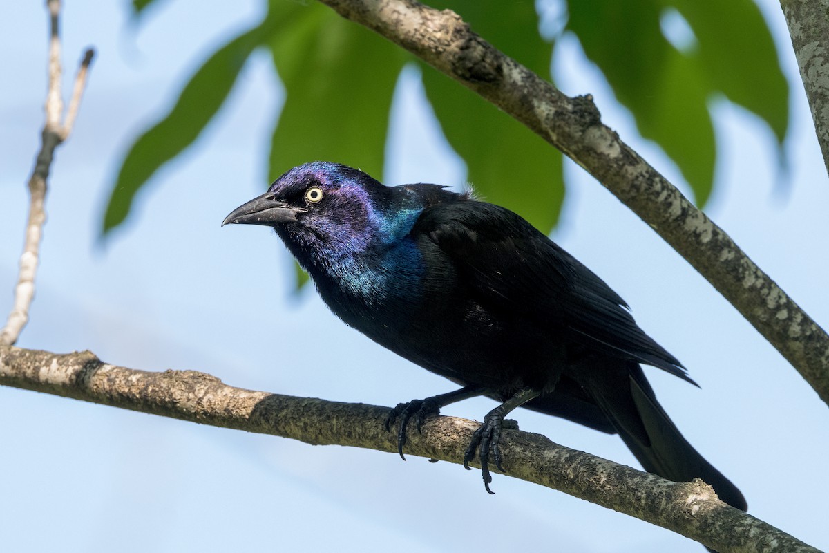 Common Grackle - Ric mcarthur