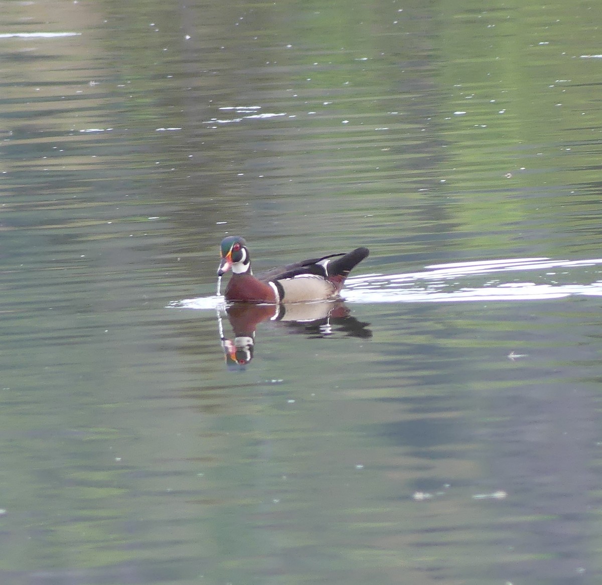 Wood Duck - claudine lafrance cohl