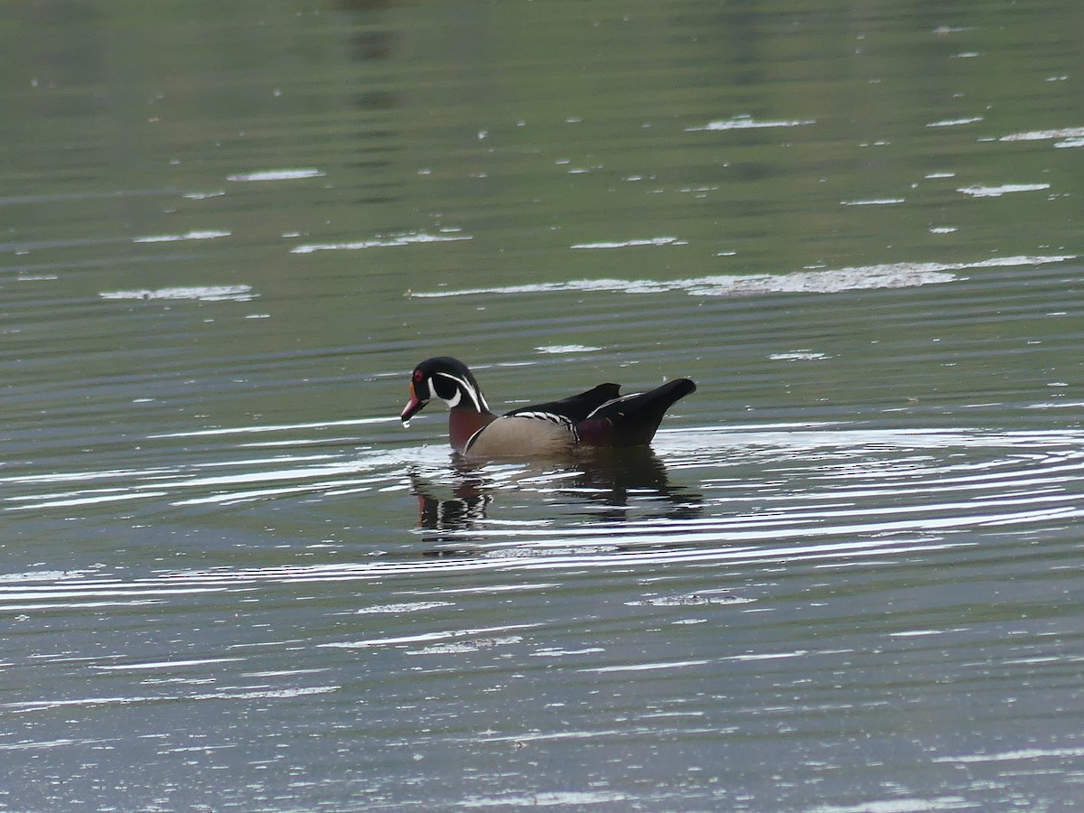 Wood Duck - claudine lafrance cohl